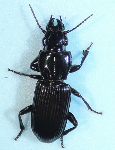 Morion monilicornis