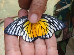 Prioneris