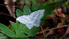 Leucodrepana serratilinea