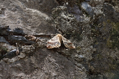 Arsenura polyodonta