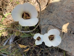 Calochortus umpquaensis confertus