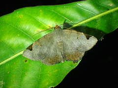 Mecodina