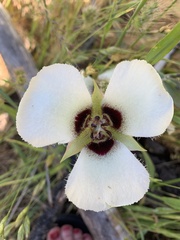 Calochortus umpquaensis confertus