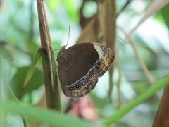 Mycalesis siamica