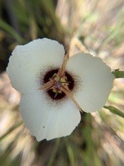 Calochortus umpquaensis confertus