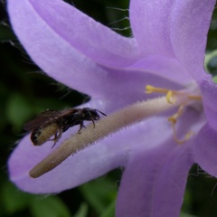 Foveosmia