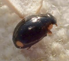 Hyperaspis oculaticauda