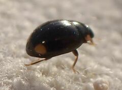 Hyperaspis oculaticauda