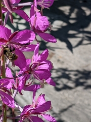 Bombus frigidus