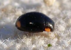 Hyperaspis oculaticauda