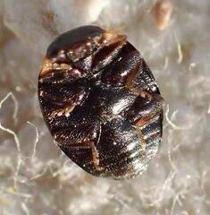 Hyperaspis oculaticauda