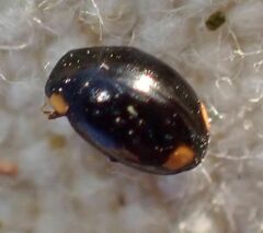 Hyperaspis oculaticauda