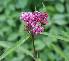 Asclepias incarnata