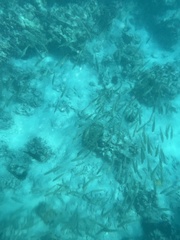 Mulloidichthys flavolineatus