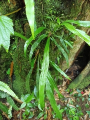 Asplenium ensiforme