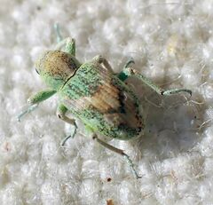 Coniatus splendidulus