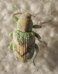 Coniatus splendidulus