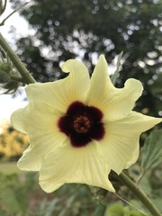 Hibiscus diversifolius