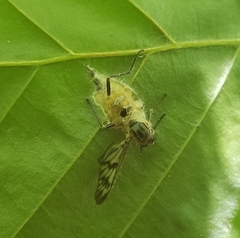 Furia ithacensis