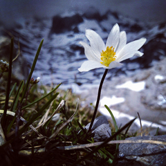 Anemone pavoniana