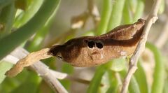 Protaplonyx sarcobati