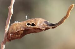 Protaplonyx sarcobati