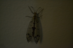 Dendroleon obsoletus