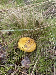 Amanita xanthocephala