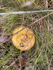 Amanita xanthocephala