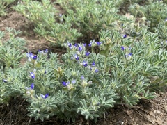 Lupinus kingii