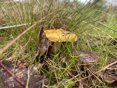 Amanita xanthocephala