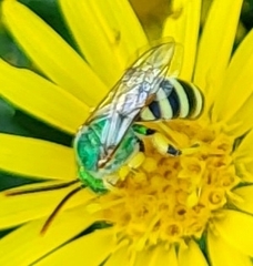 Agapostemon melliventris