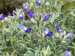 Lupinus kingii