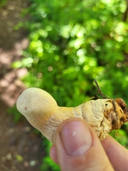 Chroogomphus tomentosus