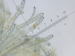 Peziza ammophila