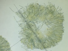Peziza ammophila
