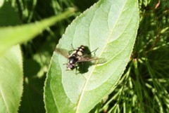 Sericomyia lata