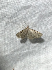 Prorella discoidalis