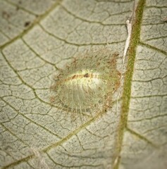 Myiodactylinae