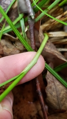 Carex argyrantha