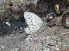 Neope goschkevitschii