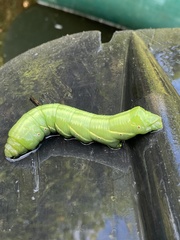 Eumorpha fasciatus
