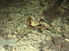 Thelcticopis severa