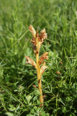 Orobanche teucrii