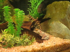 Abramites hypselonotus