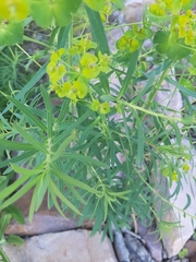 Euphorbia virgata