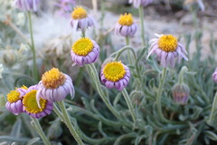 Erigeron clokeyi