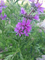 Lythrum salicaria