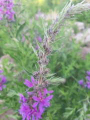 Lythrum salicaria