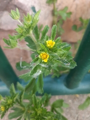Potentilla norvegica